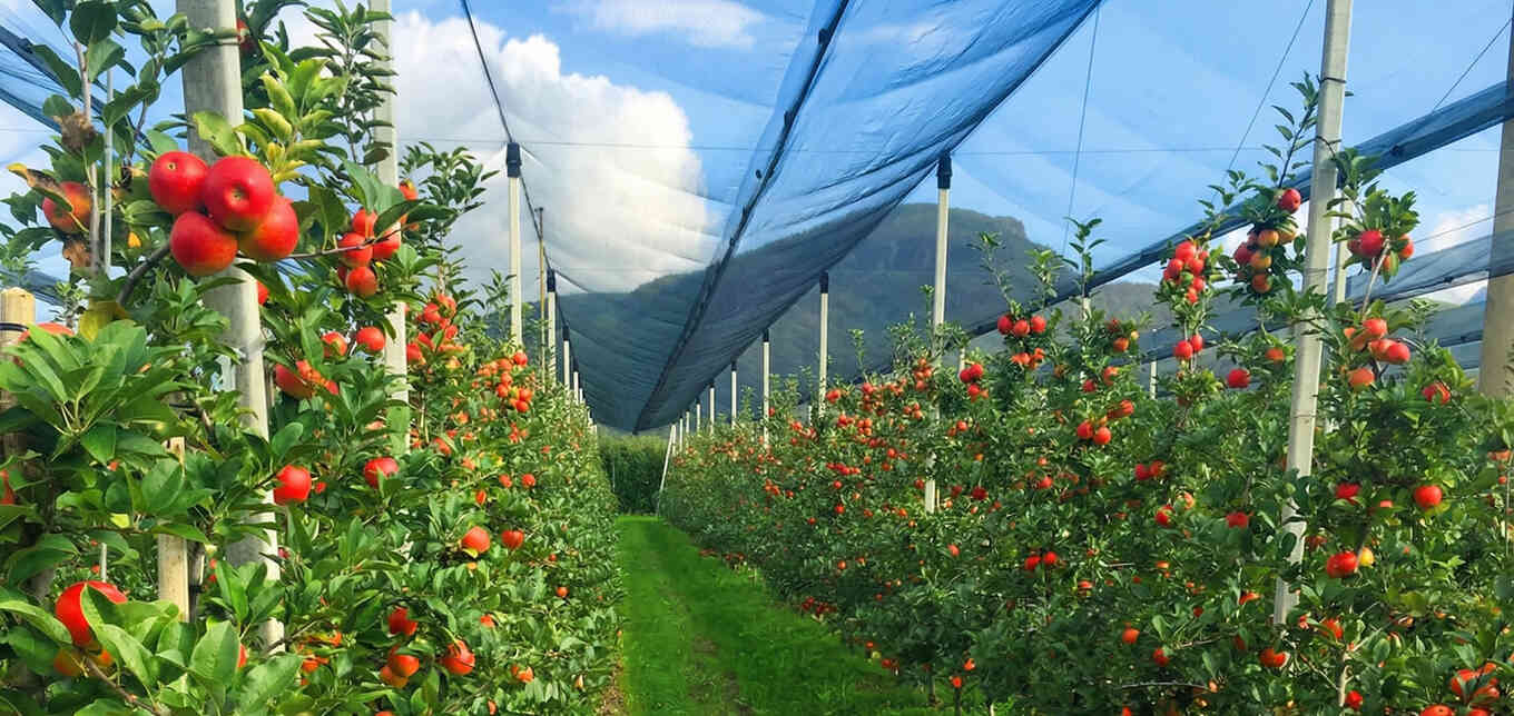 Противоградовые сетки
