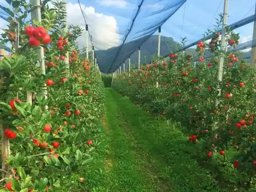 Противоградовые системы