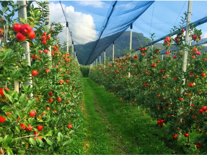 Противоградовые сетки