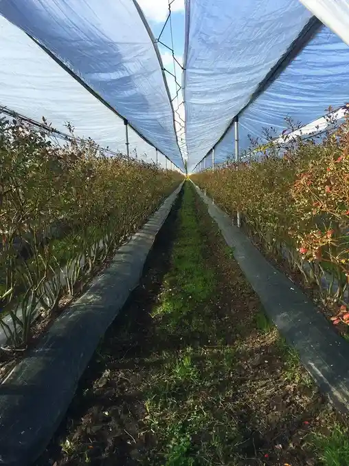 Противодождевые сетки