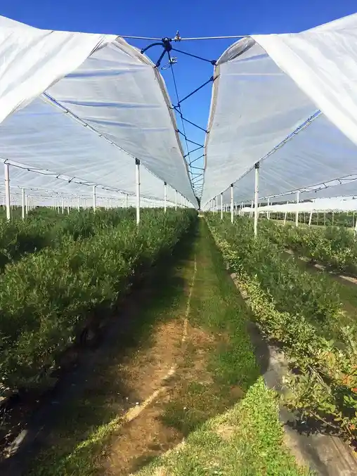 Противодождевые сетки