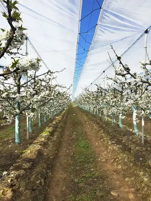 Противодождевые сетки