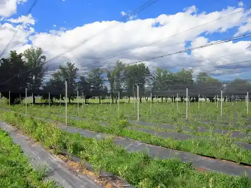 Противодождевые сетки