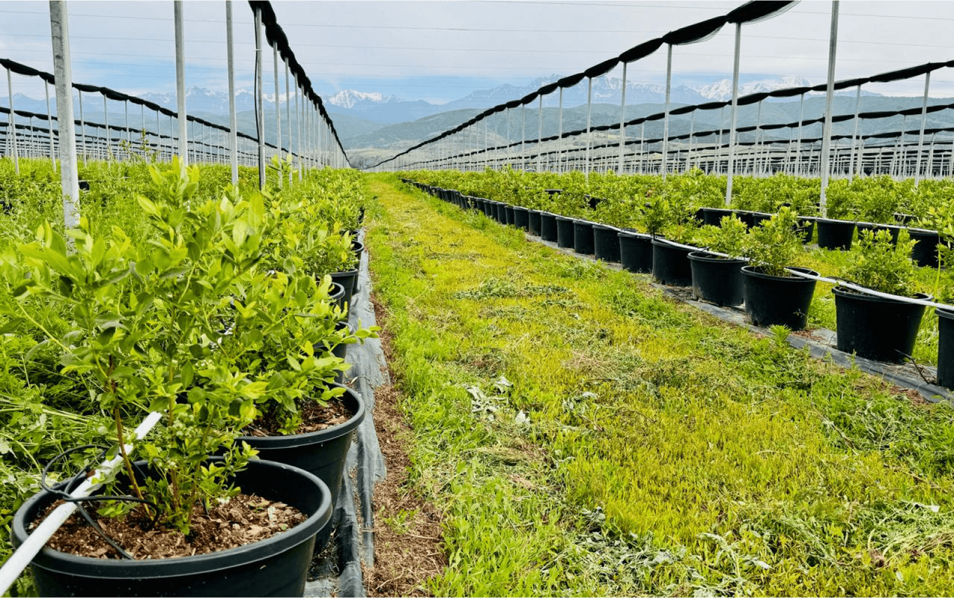 Решения для выращивания других культур